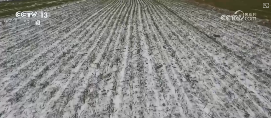 加强管理、除雪保温 打好应对寒潮“组合拳”保障粮油作物平稳越冬