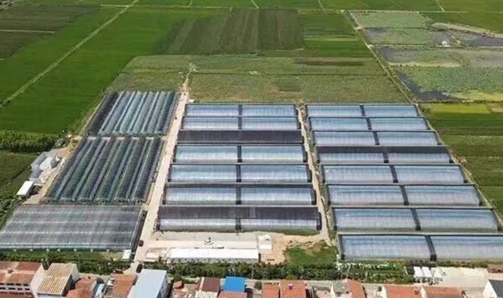 【乡村振兴模式】设施农业+乡村振兴如何干，这里有案例