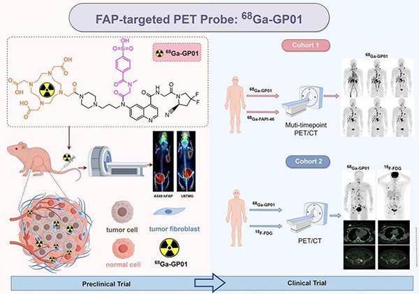 突破FAP靶点技术瓶颈 远大医药自研创新RDC美国临床获FDA批准