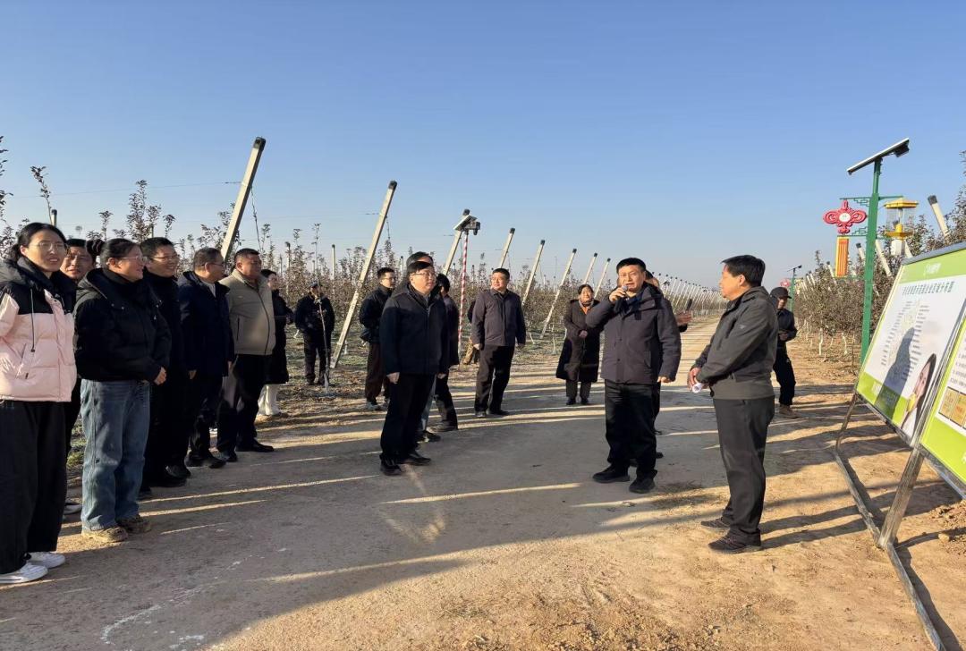 观摩培训“接地气” 咸阳苹果产业冬管老园改造掀热潮