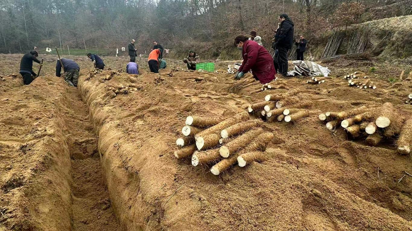 汉中南郑540吨优质山药抢“鲜”上市 量足价稳保障双节“菜篮子”