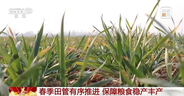 春季田管有序推进 保障粮食稳产丰产