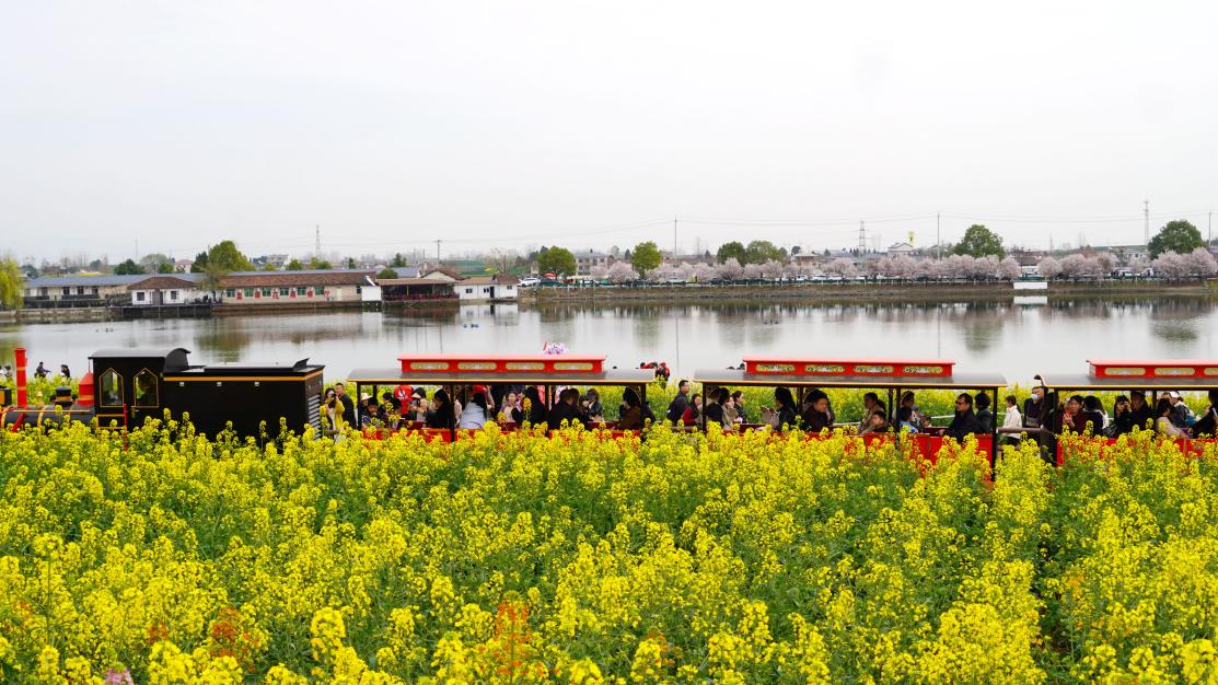 汉中发布15条精品观花线路 邀您畅游金色花海