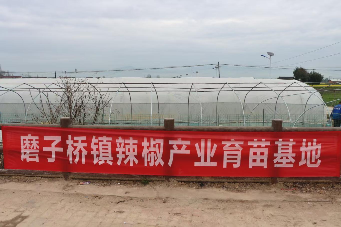 洋县磨子桥镇:小小辣椒苗 育出致富“好钱景”