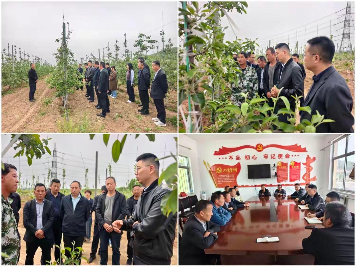 草碧镇以务实举措推动苹果产业提质增效